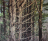 Pine Forest Landscape Oil Painting