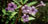 Thumbnail Example