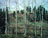 Cedars across the Creek - Virginia Oil Paining