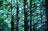 Pines at Mose Cone