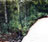 Rainforest 4 - Mural
