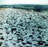 'Stubble Studded Snow Field' - Fine Bird Art