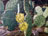 Thumbnail Example