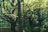 Three Old Tree's in a New Forest - Oil on Canvas